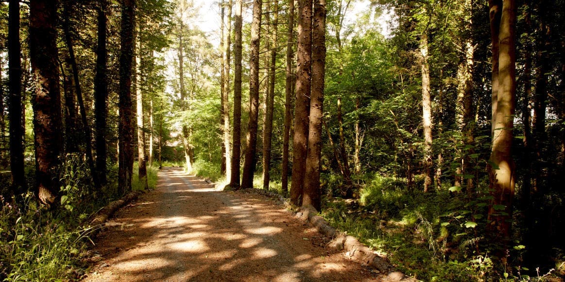 Environmental Sustainability